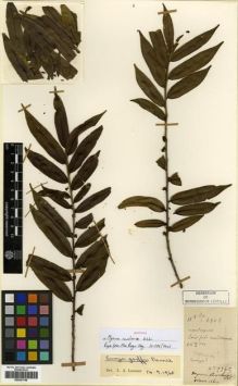 Type specimen at Edinburgh (E). Cavalerie, Pierre: 2345. Barcode: E00301748.