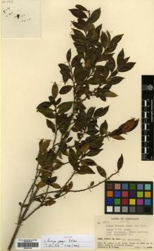 Type specimen at Edinburgh (E). Fang, W.: 2917. Barcode: E00301749.