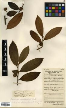 Type specimen at Edinburgh (E). Chung, H.H.: 3384. Barcode: E00301754.