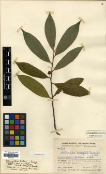 Type specimen at Edinburgh (E). Handel-Mazzetti, Heinrich: 12350. Barcode: E00301756.