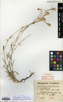 Type specimen at Edinburgh (E). Çelik, Necati: 1962. Barcode: E00301761.