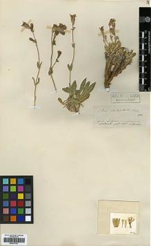 Type specimen at Edinburgh (E). Boissier, Pierre: 1852. Barcode: E00301782.