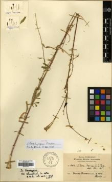 Type specimen at Edinburgh (E). Haradjian, Manoog: 469. Barcode: E00301784.