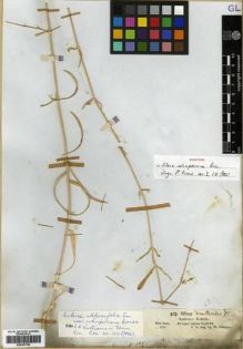 Type specimen at Edinburgh (E). Schimper, Georg: 283. Barcode: E00301786.