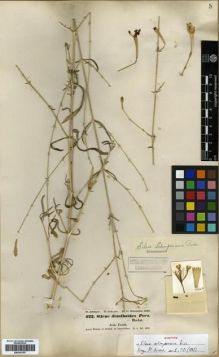Type specimen at Edinburgh (E). Schimper, Georg: 422. Barcode: E00301787.