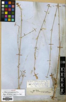 Type specimen at Edinburgh (E). Schimper, Georg: 422. Barcode: E00301788.