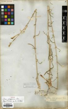 Type specimen at Edinburgh (E). Schimper, Georg: 422. Barcode: E00301790.