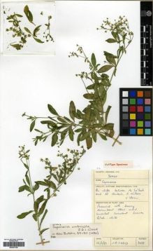 Type specimen at Edinburgh (E). Wood, John: 3458. Barcode: E00301796.