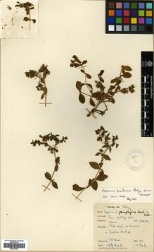 Type specimen at Edinburgh (E). Davis, Peter: 15343. Barcode: E00301800.