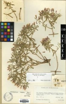 Type specimen at Edinburgh (E). Hedge, Ian; Wendelbo, Per: W.3692. Barcode: E00301815.