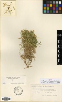 Type specimen at Edinburgh (E). Lindberg, K: 52/1962. Barcode: E00301817.