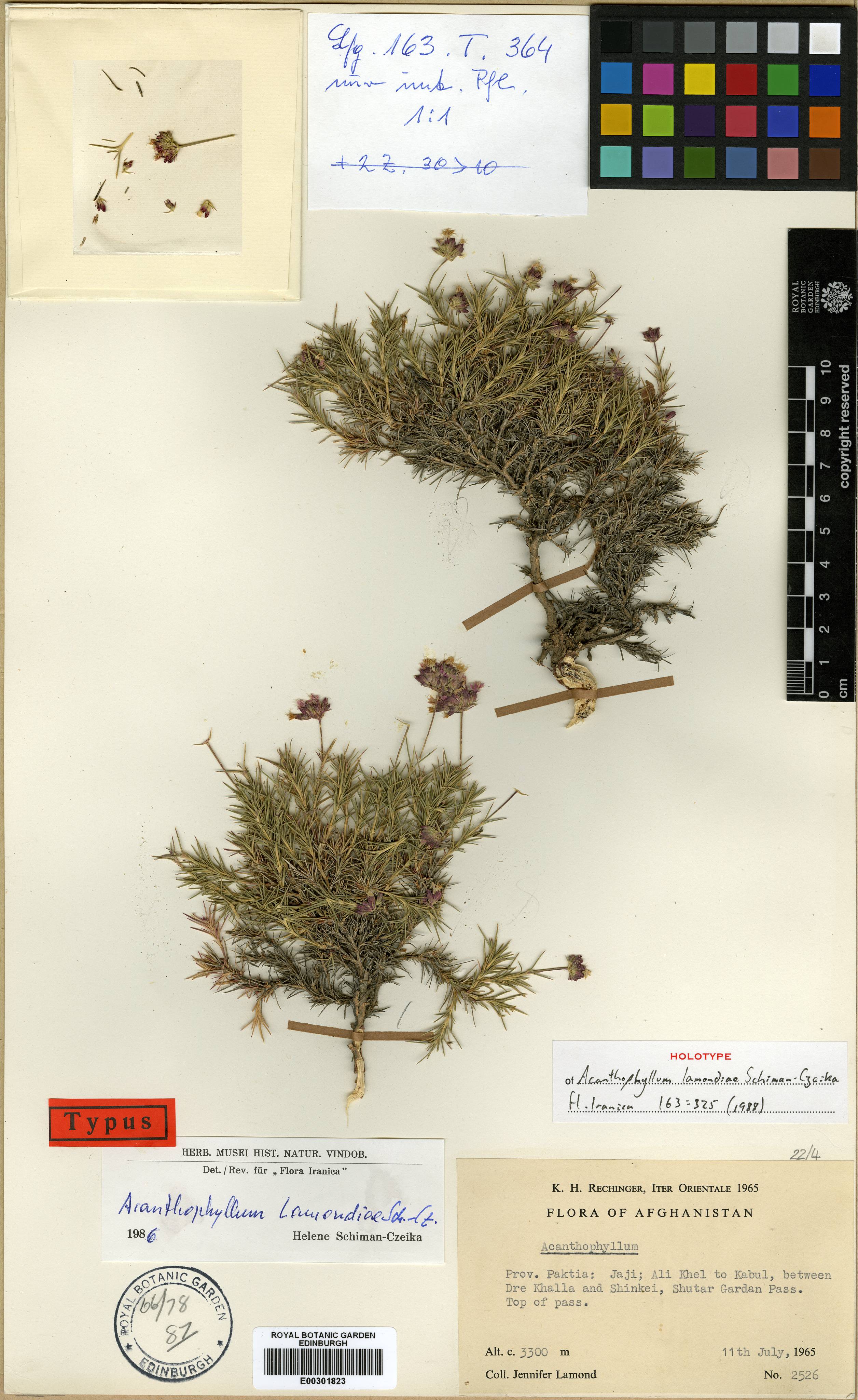 Acanthophyllum lamondiae