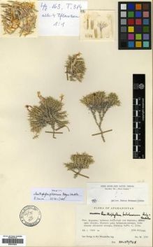 Type specimen at Edinburgh (E). Hedge, Ian; Wendelbo, Per: W.3791. Barcode: E00301824.