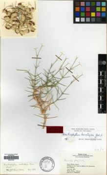 Type specimen at Edinburgh (E). Alava, Reino: 10612. Barcode: E00301829.