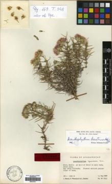 Type specimen at Edinburgh (E). Wendelbo, Per; Hedge, Ian; Ekberg, Lars: W7963. Barcode: E00301831.