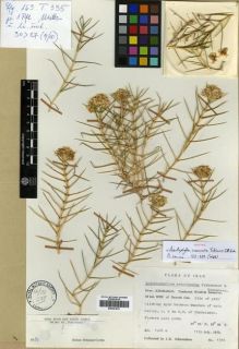 Type specimen at Edinburgh (E). Edmondson, John: 1310. Barcode: E00301833.