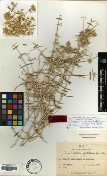 Type specimen at Edinburgh (E). Schmid, Ferdinand: 6090. Barcode: E00301834.