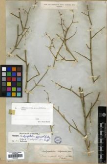 Type specimen at Edinburgh (E). Boissier, Pierre: . Barcode: E00301838.
