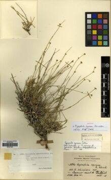 Type specimen at Edinburgh (E). Haradjian, Manoog: 3860. Barcode: E00301844.