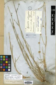 Type specimen at Edinburgh (E). Kotschy, Carl (Karl): 318. Barcode: E00301845.