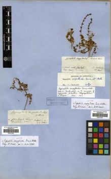 Type specimen at Edinburgh (E). Von Heldreich, Theodor: . Barcode: E00301846.