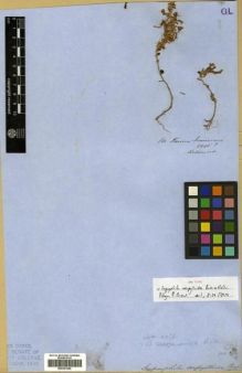 Type specimen at Edinburgh (E). Von Heldreich, Theodor: . Barcode: E00301848.