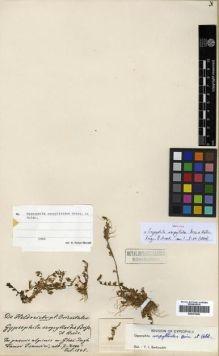 Type specimen at Edinburgh (E). Von Heldreich, Theodor: . Barcode: E00301849.