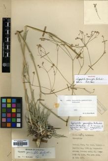 Type specimen at Edinburgh (E). Davis, Peter; Polunin, Oleg: 23675. Barcode: E00301858.