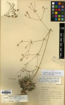 Type specimen at Edinburgh (E). Davis, Peter; Polunin, Oleg: 23675. Barcode: E00301859.
