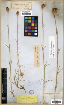 Type specimen at Edinburgh (E). Boissier, Pierre: . Barcode: E00301863.