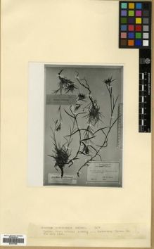 Type specimen at Edinburgh (E). Turkevicz, S.Ju.: 446. Barcode: E00301865.
