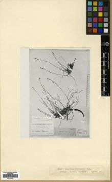 Type specimen at Edinburgh (E). Nesterov, P.: 22013. Barcode: E00301866.