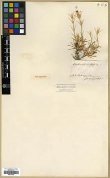 Type specimen at Edinburgh (E). Boissier, Pierre: . Barcode: E00301868.