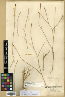 Type specimen at Edinburgh (E). Schimper, Wilhelm: 260. Barcode: E00301873.