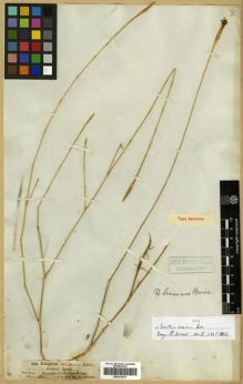 Type specimen at Edinburgh (E). Schimper, Wilhelm: 260. Barcode: E00301875.