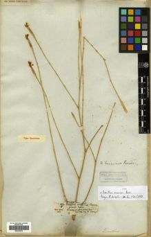 Type specimen at Edinburgh (E). Schimper, Wilhelm: 260. Barcode: E00301876.