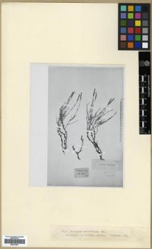Type specimen at Edinburgh (E). Adams, Johannes Michael Friedrich: . Barcode: E00301881.