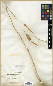 Type specimen at Edinburgh (E). Kotschy, Carl (Karl): 689. Barcode: E00301882.