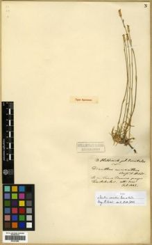 Type specimen at Edinburgh (E). Von Heldreich, Theodor: . Barcode: E00301886.