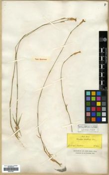 Type specimen at Edinburgh (E). Boissier, Pierre: . Barcode: E00301887.