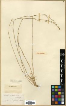 Type specimen at Edinburgh (E). Boissier, Pierre: . Barcode: E00301889.