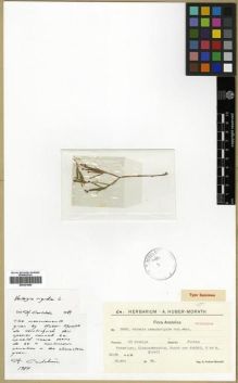 Type specimen at Edinburgh (E). Huber-Morath, Arthur: 9666. Barcode: E00301890.