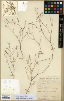 Type specimen at Edinburgh (E). Davis, Peter: 15009. Barcode: E00301891.