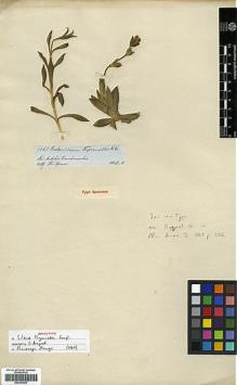Type specimen at Edinburgh (E). Spruce, Richard: 5568. Barcode: E00301894.