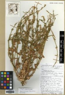 Type specimen at Edinburgh (E). Collenette, Iris: 7331. Barcode: E00301897.