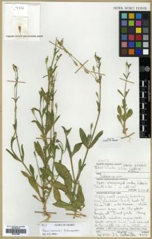 Type specimen at Edinburgh (E). Collenette, Iris: 7331. Barcode: E00301898.