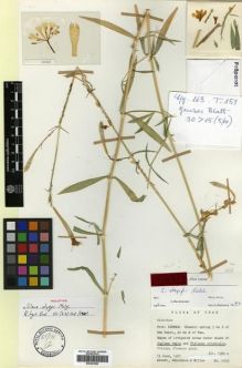 Type specimen at Edinburgh (E). Assadi, M.; Edmondson, John; Miller, Anthony : 2009. Barcode: E00301905.
