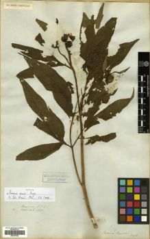 Type specimen at Edinburgh (E). Wallich, Nathaniel: 4727. Barcode: E00301926.
