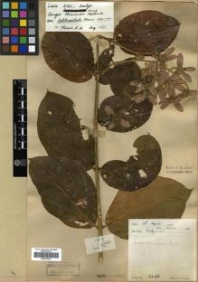 Type specimen at Edinburgh (E). Lace, John: 6146. Barcode: E00301934.