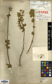 Type specimen at Edinburgh (E). Roxburgh, William: . Barcode: E00301936.